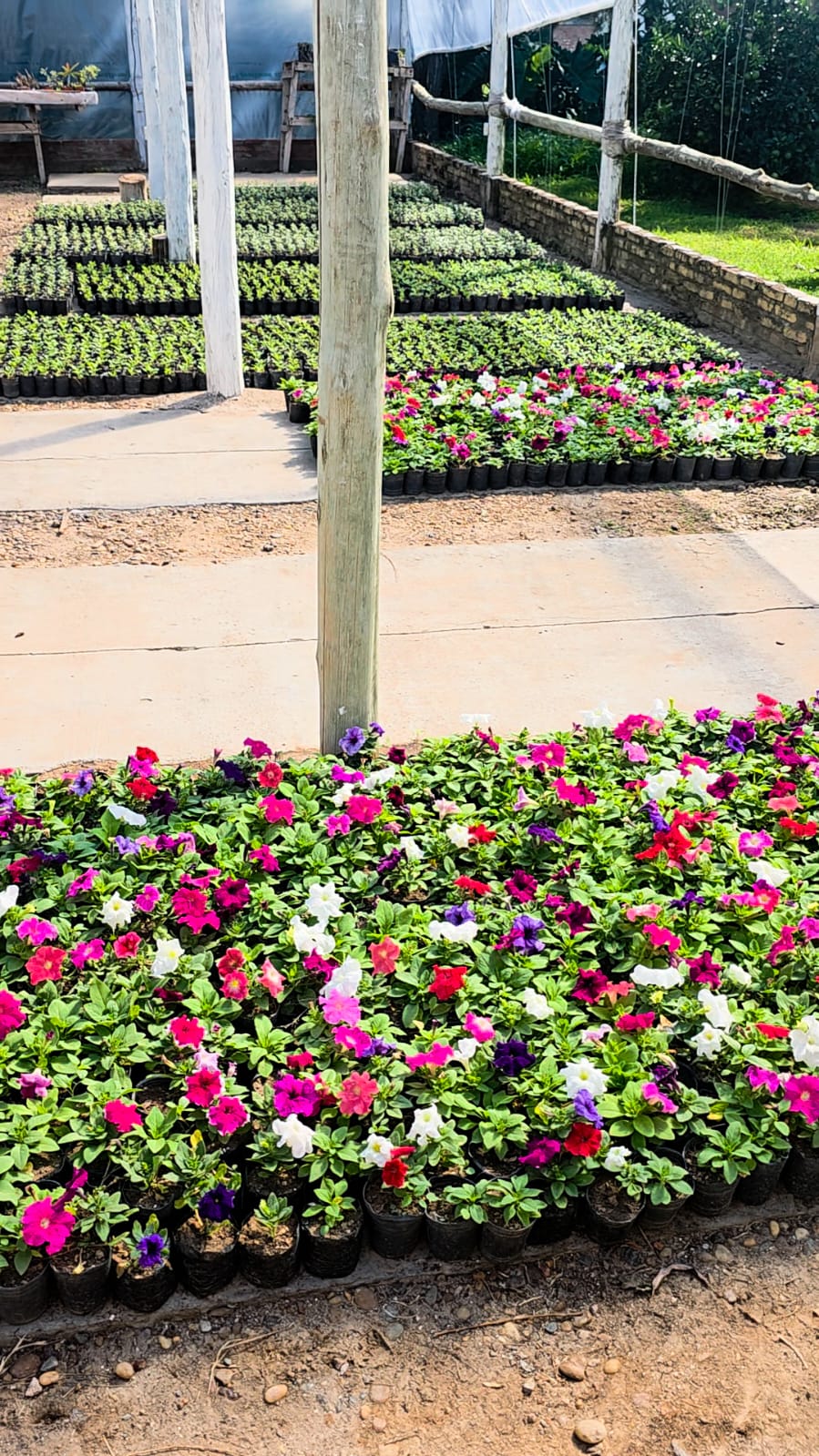 Vivero comunal - plantines florales