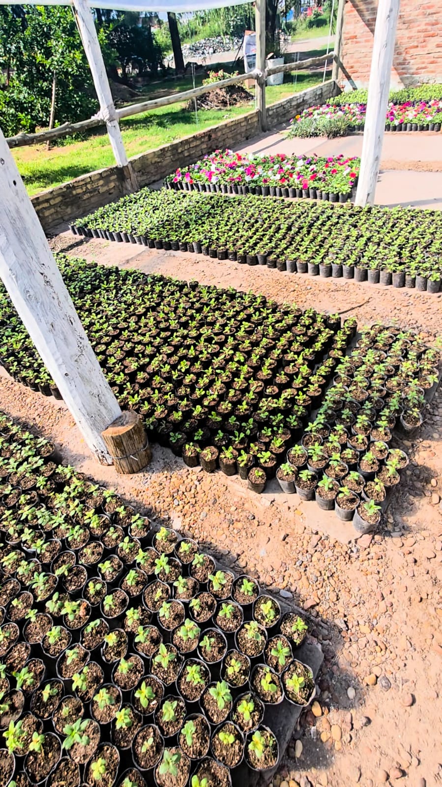 Vivero comunal - producción de plantines